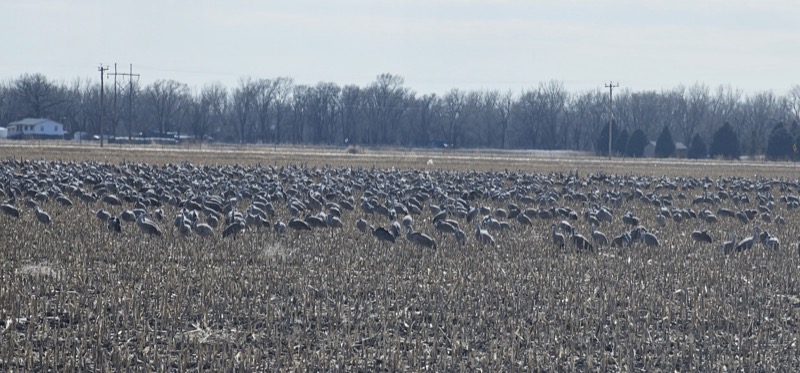 Sandhill Cranes — Annual Migration